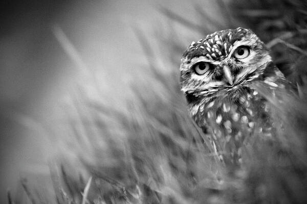 Grass Art Print featuring the photograph Owl In Grass by Adriana Casellato