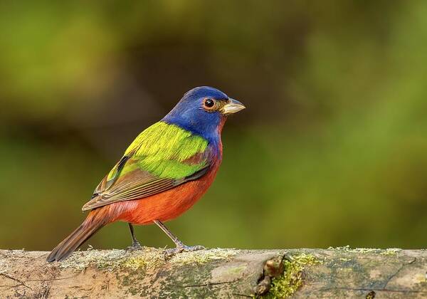 Nature Art Print featuring the photograph Painted Bunting by Amy Marques