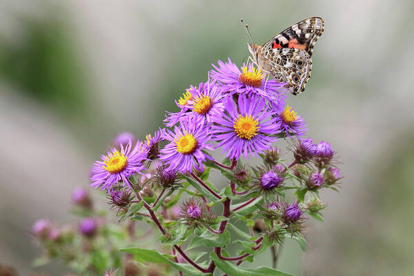 Painted Lady On Aster Art Print featuring the photograph Painted Lady on Aster by Brook Burling