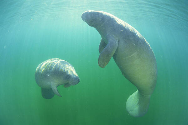Underwater Art Print featuring the photograph Pair Of Florida Manatees Swimming by Comstock