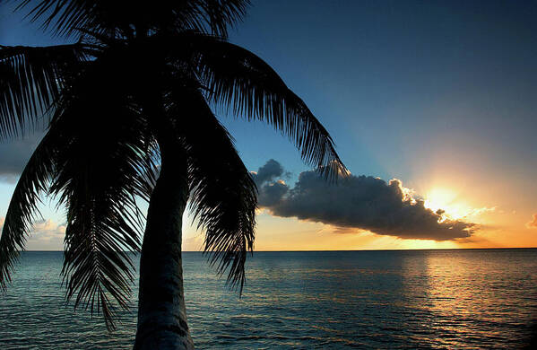 Scenics Art Print featuring the photograph Palm Tree And Ocean At Sunset by Medioimages/photodisc