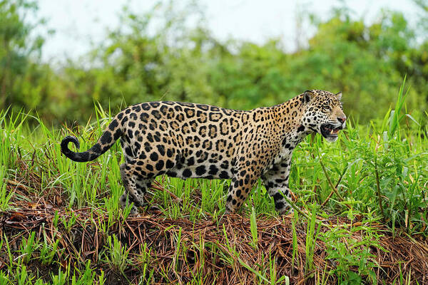 00640543 Art Print featuring the photograph Pantanal Jaguar Stalking Pantanal by Hiroya Minakuchi