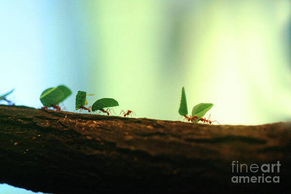 Leaf-cutter Ant Art Print featuring the photograph Parade of Leaf-cutter Ants Walking a Tree by Wernher Krutein
