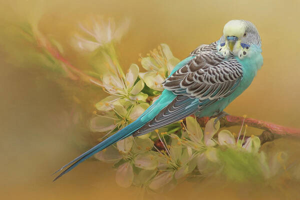 Parakeet Art Print featuring the photograph Parakeet Sitting On a Limb by Cindy Lark Hartman