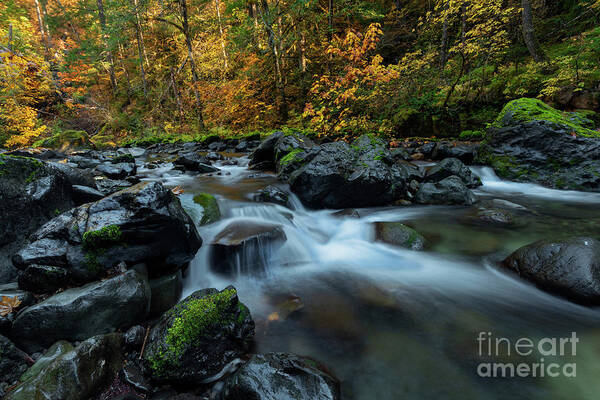 Skate Creek Art Print featuring the photograph Passage of Gold by Michael Dawson