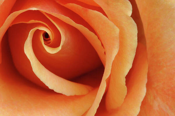 Petal Art Print featuring the photograph Passionate Orange Rose by Eyejoy