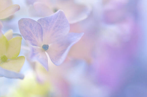 Petal Art Print featuring the photograph Pastel Sweetness by Natalia Campbell Of Nc Photography