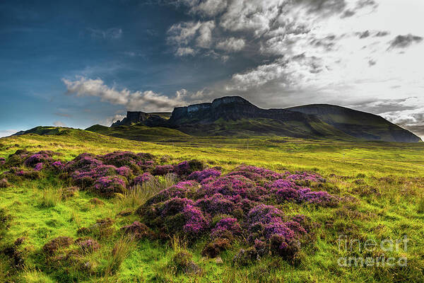 Abandoned Art Print featuring the photograph Pasture With Blooming Heather In Scenic Mountain Landscape At The Old Man Of Storr Formation On The by Andreas Berthold