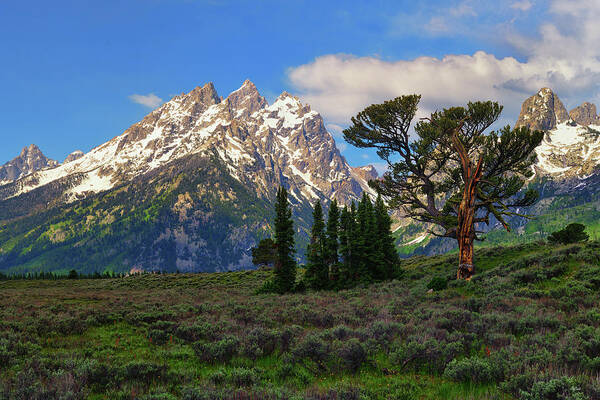 Patriarch Tree Art Print featuring the photograph Patriarch Tree and the Cathedral by Greg Norrell