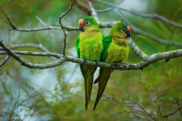 Vertebrate Art Print featuring the photograph Peach-fronted Parakeets, Aratinga by Mint Images/ Art Wolfe