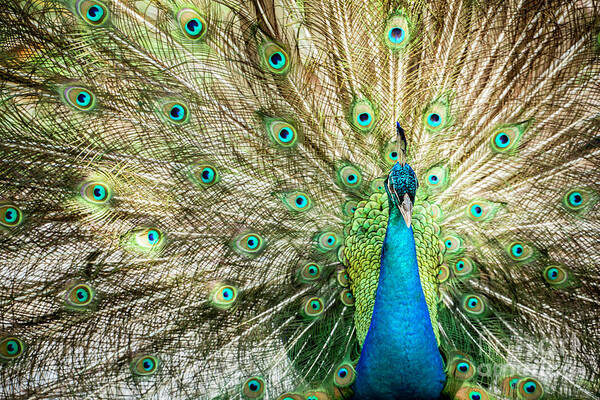 Bird Art Print featuring the photograph Peacock Array by Sabrina L Ryan