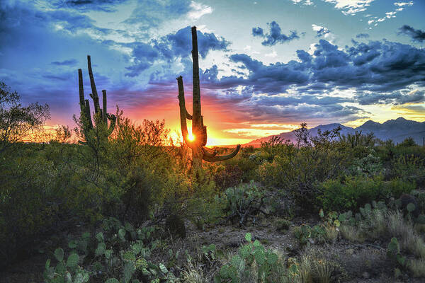 Saguaro Cactus Art Print featuring the photograph Tucson, Arizona Saguaro Sunset by Chance Kafka