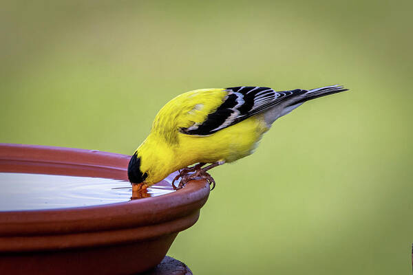 #wisconsin #outdoor #fineart #wildlife #photograph #wisconsinbeauty #doorcounty #doorcountybeauty #sony #sigmaglass #beautyofnature #birding #metalman #backyardbirds #homeandofficedecor #streamingmedia #explorewisconsin #jamesmaygallery #doorcountylandtrust #doorcountyusa #doorcountytoday #roamwisconsin #travelwisconsin #only.in.wisconsin #venturewisconsin #discoverwisconsin #1natureshot #birdsandbloomsmagazine #yellowfinch #feeders #small #delicate #birdwatching #diyfeeder #perchted #wildthing Art Print featuring the photograph Peering in by David Heilman