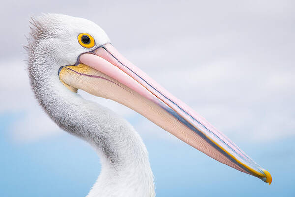 Animal Art Print featuring the photograph Pelican by Christoph Schaarschmidt