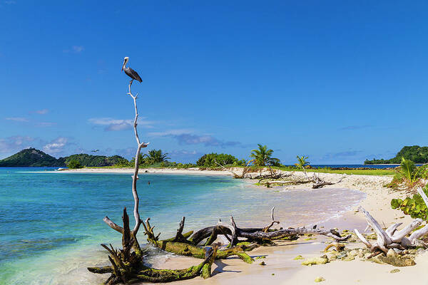 Water's Edge Art Print featuring the photograph Pelican On Sandy Island, Grenada by Oriredmouse