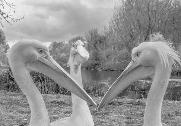 Pelicans Art Print featuring the photograph Pelican Trio by Robert Page