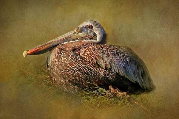 Brown Pelican Art Print featuring the photograph Perched Pelican by HH Photography of Florida