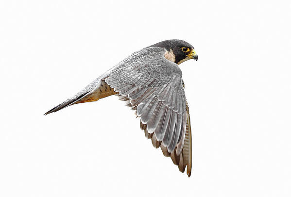 Animal Themes Art Print featuring the photograph Peregrine Falcon Bird by Bmse