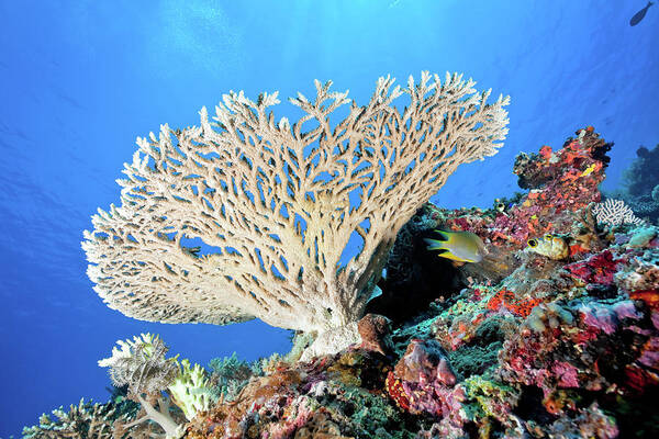 Underwater Art Print featuring the photograph Perfect Stony Coral Acropora Sp by Ifish