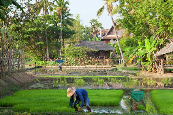 Working Art Print featuring the photograph Person, Rice Paddies Near Chiang Mai by Peter Adams