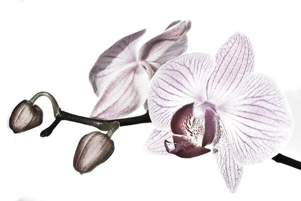 Desaturated Art Print featuring the photograph Phalaenopsis Orchid Retouched by Maryann Flick
