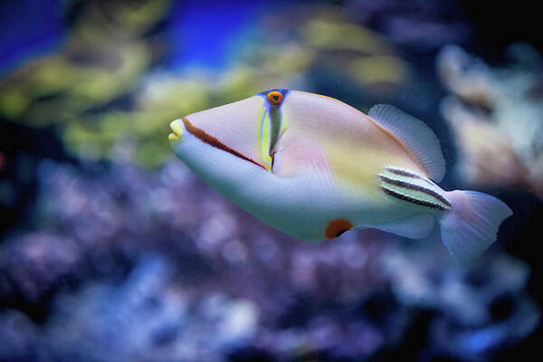 Underwater Art Print featuring the photograph Picasso Triggerfish by Reynold Mainse / Design Pics