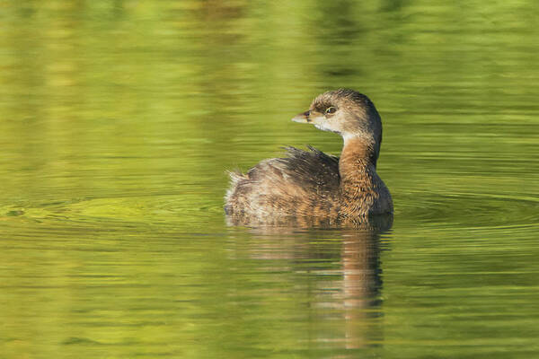 Pied-billed Grebe Art Print featuring the photograph Pied-billed Grebe 2983-012819 by Tam Ryan