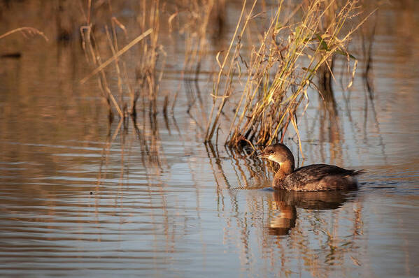 Loess Hills National Wildlife Refuge Art Print featuring the photograph Pied billed Grebe by Jeff Phillippi