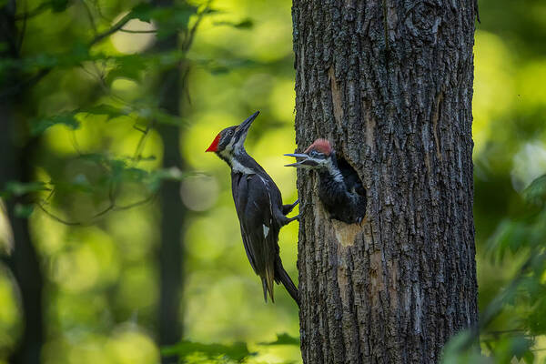 Pileated Woodpecker Art Print featuring the photograph Pileated Woodpecker by Max Wang