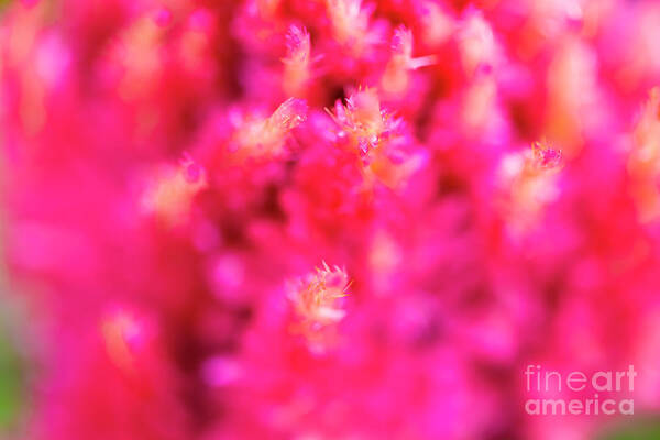 Abstract Art Print featuring the photograph Pink Celosia Flower Abstract by Raul Rodriguez