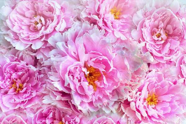 Flower Art Print featuring the photograph Pink flowers everywhere by Top Wallpapers