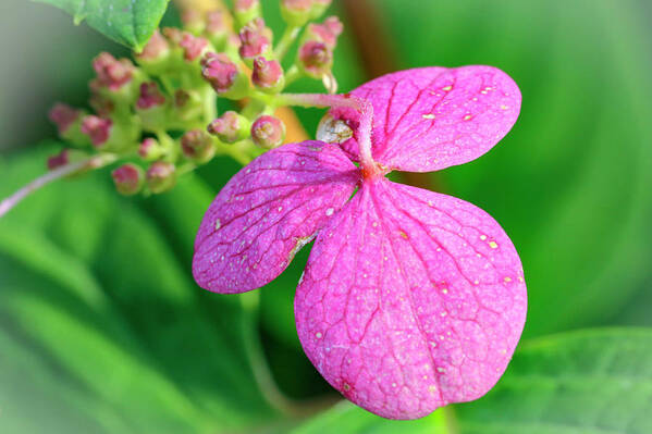 Hydrangea Art Print featuring the photograph Pink Hydrangea Bloom by Laura Smith