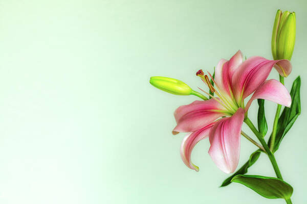 Floral Art Print featuring the photograph Pink Lily by Jade Moon
