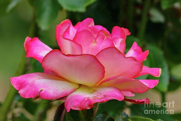 Flower Art Print featuring the photograph Pink Rose by Susan Rydberg