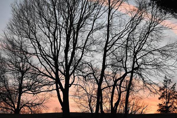 Trees Art Print featuring the photograph Pink Sky by Cassidy Marshall
