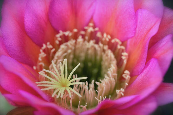 Pink Cactus Flower Art Print featuring the photograph Pink Up Close And Close Personal by Saija Lehtonen