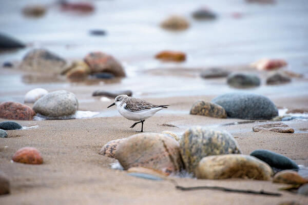 Horizontal Art Print featuring the photograph Piping Plover†charadrius Melodus by Cate Brown