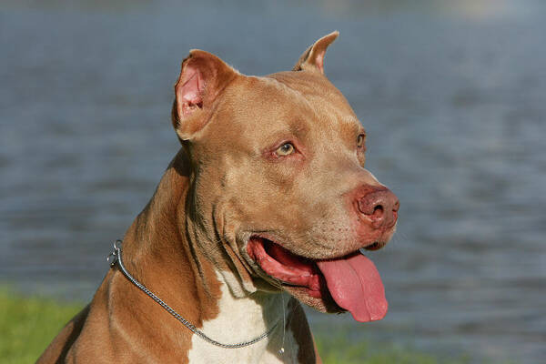 Pit top bull bobs