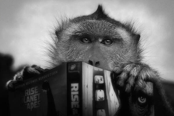 Monkey Art Print featuring the photograph Planet Of The Apes by Jimmy Hoffman