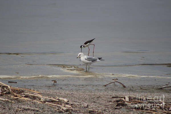 Hazel Blue Art Print featuring the photograph Plover, Seagull, and Stilt at Salton Sea by Colleen Cornelius
