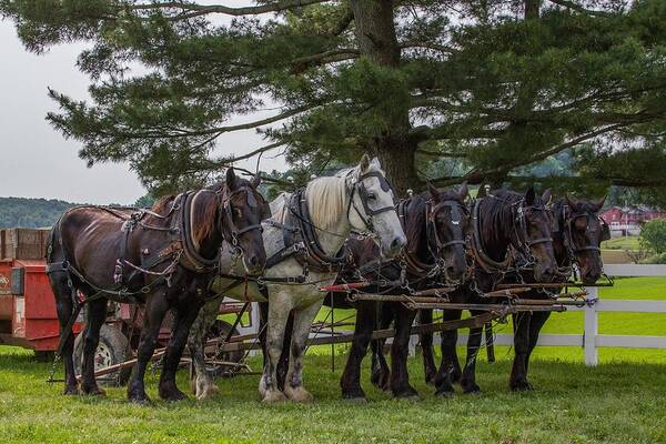 Horse Art Print featuring the photograph Plowing Team by Kevin Craft