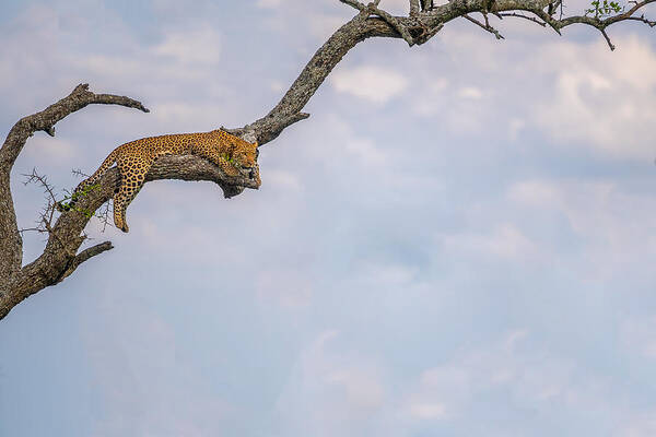 Leopard Art Print featuring the photograph Point Of View by Mohammed Alnaser