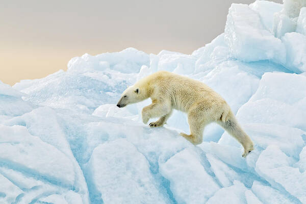 Wildlife Art Print featuring the photograph Polar Bear At Svalbard by Joan Gil Raga