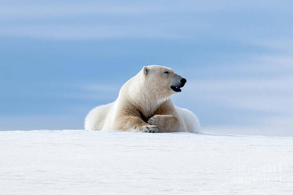 Polar Art Print featuring the photograph Polar bear laying on the frozon snow of Svalbard by Jane Rix
