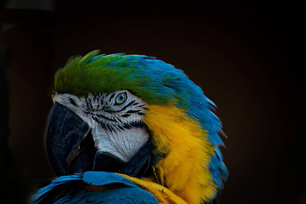 Parrot Art Print featuring the photograph Polly's Portrait by Carolyn Mickulas