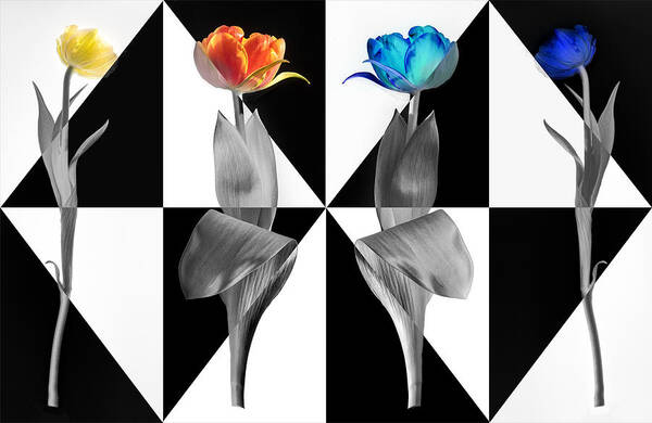 Popart Art Print featuring the photograph Popart Tulips by Stephan Rckert