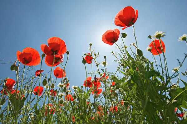 Petal Art Print featuring the photograph Poppies Against Blue Sky, Low Angle View by Visionsofamerica/joe Sohm