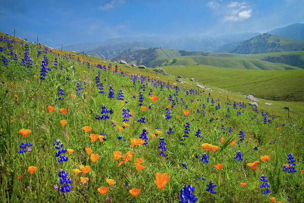Arvin Art Print featuring the photograph Poppies and Lupines on Bear Mountain Road by Lynn Bauer