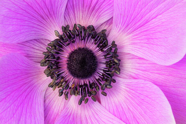Flowers Art Print featuring the photograph Poppy Anemone by Patty Colabuono