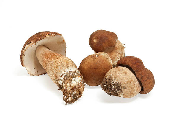 White Background Art Print featuring the photograph Porcini Mushrooms by Ursula Alter